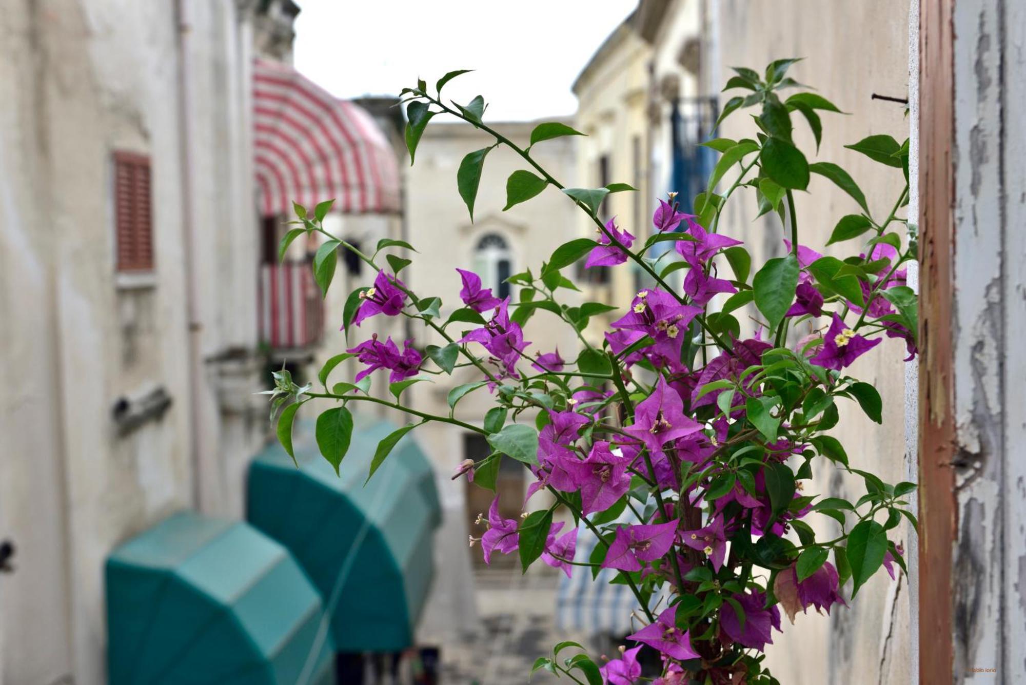 Ciaobari Apartment - Elegant 4 Bedrooms In The Heart Of Old Town Exteriér fotografie